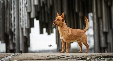EXPOSIÇÕES CANINAS DE SINTRA