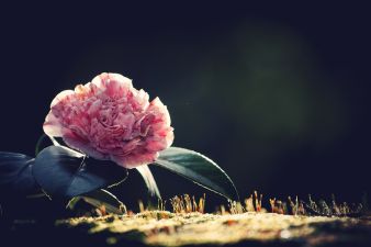 camelias sintra2013 2
